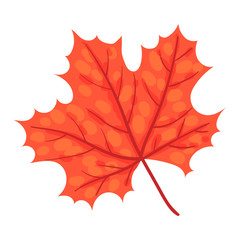 Maple Leaf. Vector illustration on a white background.