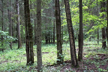 Obraz premium Trees and shrubs of various species. Unique image of the surrounding nature