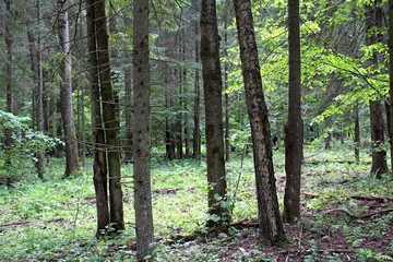 Trees and shrubs of various species. Unique image of the surrounding nature