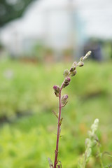 Penstemon flower buds