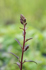 Penstemon flower buds