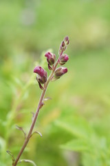 Penstemon flower buds