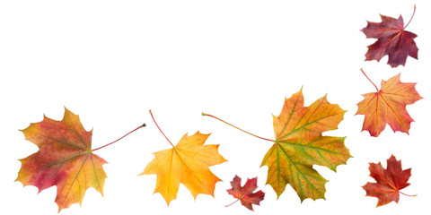Isolated autumn leaves. Autumn background.