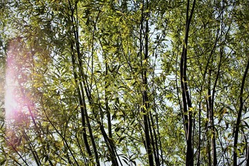 trees in the forest
