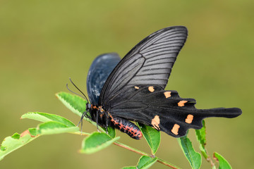 Chinese Windmill butterfly - Atrophaneura alcinous, beautiful popular swallowtail butterfly from woodlands in China.