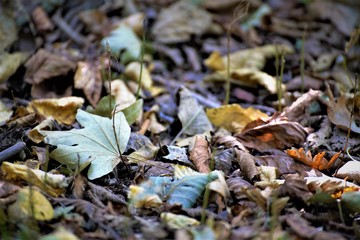 autumn leaves on the ground