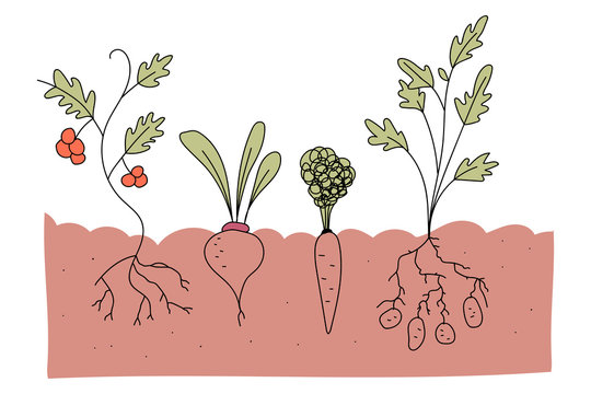 Vegetable plot with tomato, beetroot, carrot and potato vector cartoon illustration isolated on a white background.