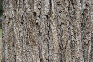 Fototapeta premium poplar bark. texture of old poplar bark