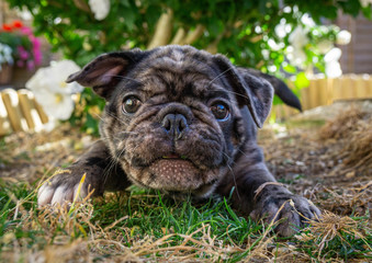 pug french bulldog playing