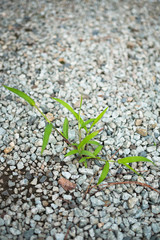 砂利に育つ雑草