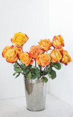 rose on a white background