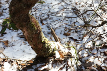 Twisted tree covered in moss