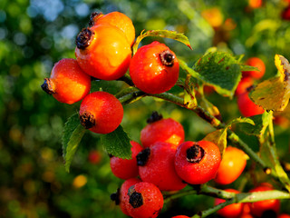 Jesienne owoce Dzikiej róży (Rosa canina L.) w porannym słońcu © JDziedzic