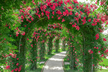 Fototapety  Ogród czerwonych róż w Chengdu Flower Dance World, prowincja Syczuan, Chiny