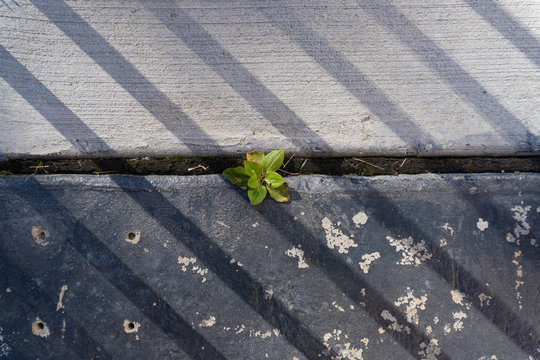 Persistent plant growing in modern stone paving