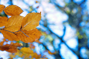 Naklejka na ściany i meble Yellow autumn leaves isolated on blur background.