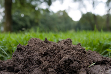 Frischer Maulwurfshügel