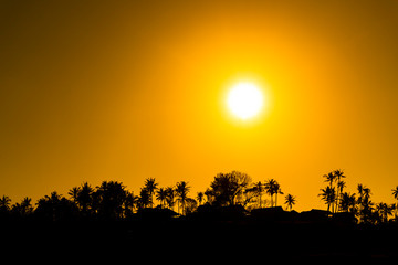 Dramatic sunrise over palm trees and rainforest, Bali, Indonesia