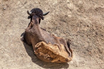 Wild bison lying on the ground 