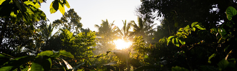 Tropical rainforest at sunrise with the light streaming the the branches panoramic, Bali, Indonesia