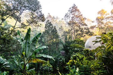 Jungle eco camping at sunrise in dense rainforest, Bali, Indonesia