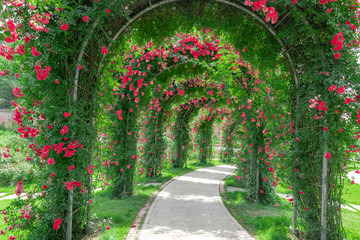 Red Rose Garden in Chengdu Flower Dance World, Sichuan Province, China