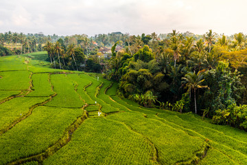 Fototapeta premium Aerial view of tropical rice terrace fields surrounded by palm trees at sunrise, Bali, Indonesia