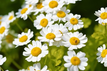 Fototapeta premium Feverfew Flowers (Tanacetum parthenium)