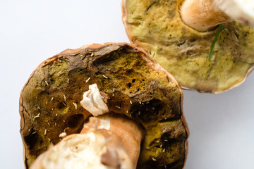 Spoiled edible mushroom with worms. Danger of poisoning. Close up view. Selective focus.