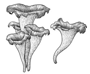 Black trumpet mushroom illustration, drawing, engraving, ink, line art, vector