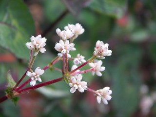 little flower