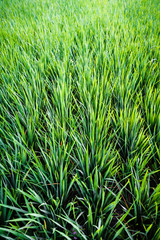 Close up of fresh rice crops in a rice terrace,, Bali, Indonesia