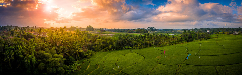 Rice terraces at sunrise surrounded by palms panoramic, Bali, Indonesia