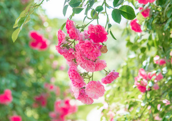 Climbing plants in the garden - red roses