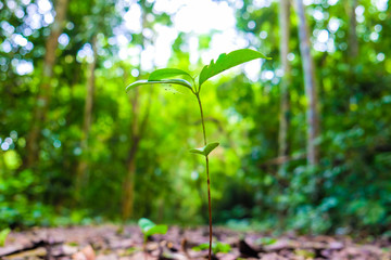 Small green plant growing in forest with sun light background
