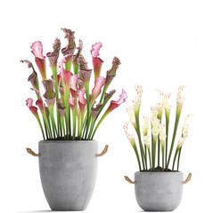 decorative flowers Sarracenia on a white background