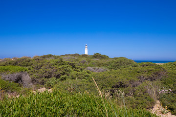 lighthouse of Trafalgar Cape over green shrubs plants, next to Canos Meca (Barbate, Cadiz, Andalusia, Spain)
