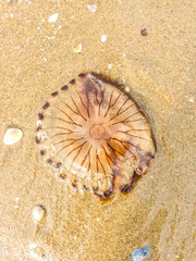 Jellyfish