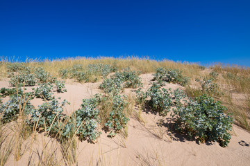 plants sea holly or seaside Eryngo (Eryngium Maritimum) and beachgrass (Ammophila Arenaria) in top of sand dune, in Canos Meca (Barbate, Cadiz, Andalusia, Spain)