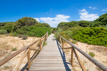 Fototapeta na wymiar scenery of footbridge with wooden planks to the forest in Natural Park of Trafalgar Cape, next to Canos Meca village (Barbate, Cadiz, Andalusia, Spain)