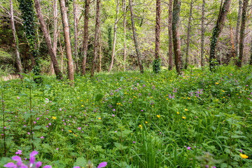 a bamboo forest in Pobal, in Vizcaya. Basque Country