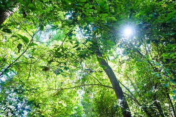 Spring green tree background with light of sunny day