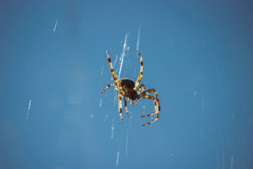 spider