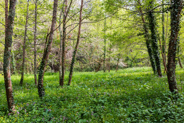 a bamboo forest in Pobal, in Vizcaya. Basque Country