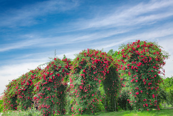 Naklejka premium Red Rose Garden in Chengdu Flower Dance World, Sichuan Province, China