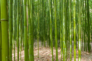 a bamboo forest in Pobal, in Vizcaya. Basque Country