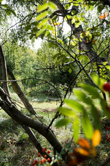 Schaukel im Gegenlicht im Wald