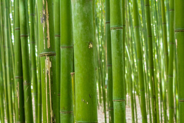 Fototapeta na wymiar a bamboo forest in Pobal, in Vizcaya. Basque Country