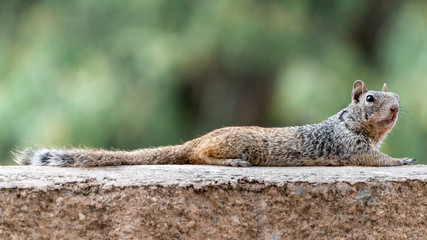 Rock Squirrel Resting on a Ledge