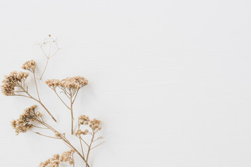 Dry floral branch on white background. Flat lay, top view minimal neutral flower background.